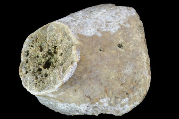Fossil Phytosaur Toe Bone Section - Arizona #102454